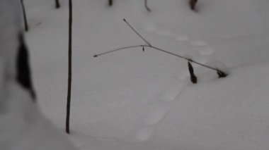 Kışın ortasında öğleden sonra karlı bir orman. Karda fare izleri