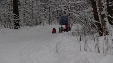 Kışın ortasında öğleden sonra karlı bir orman. Bebek arabası ve köpeği olan bir kız.