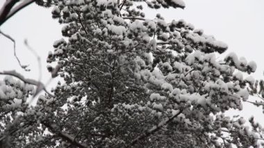 Kışın ortasında, öğleden sonra karlı bir orman