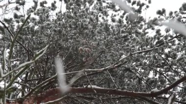Kışın ortasında, öğleden sonra karlı bir orman