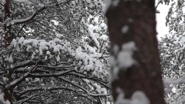 Forêt enneigée dans l'après-midi en hiver profond 