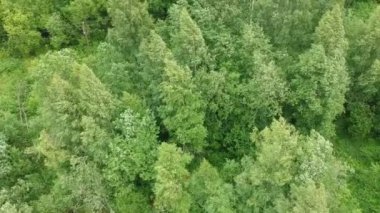 Yaprak döken orman. Ağaçlar ve göl yazın insansız hava aracı vuruyor. Yağmurlu ve rüzgarlı bir günde. Karelia. Rusya