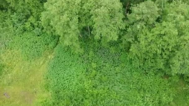 Лиственничный Лес Летом Деревья Озеро Беспилотнике Стреляют Дождливую Ветреную Погоду — стоковое видео