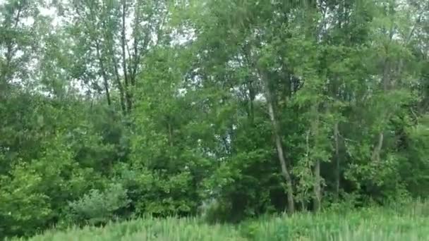 落叶森林夏天无人驾驶飞机上的树木和湖面射击 雨天和多风的天气 卡累利阿俄罗斯 — 图库视频影像