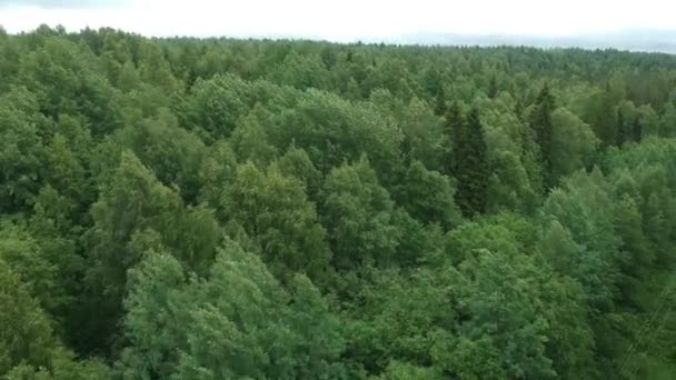 Bosque Caduco Árboles Lago Tiro Con Drones Verano Día Clima — Vídeos de Stock