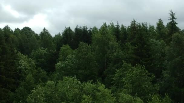Opadavý les. Stromy a jezero na drone natáčení v létě. Den za deštivého a větrného počasí. Karelie. Rusko