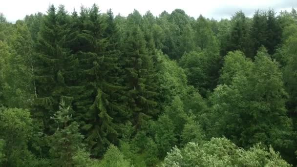 Foresta Decidua Alberi Lago Sulle Riprese Drone Estate Giornata Con — Video Stock