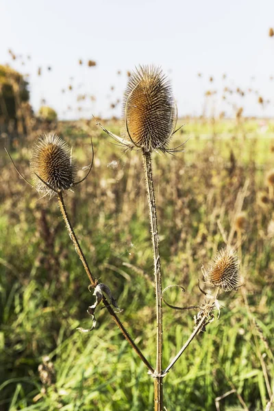 Northumberland, İngiltere 'de bir çaydanlık bitkisinin başı ve sapı..