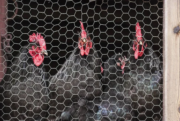 Tel örgülerin arkasında bir grup tavuk.