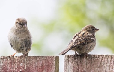 Passer domesticus, ev serçesi, İngiltere bahçe çitlerine tünemiş piliçle birlikte bir kadın..