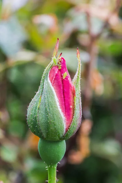 Sap-sucking greenfly or aphids on a rosebud in a garden