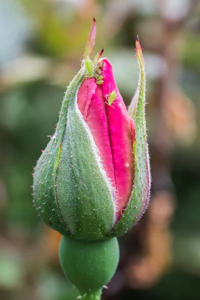 Chupa Salchichas Pulgones Capullo Rosa Jardín — Foto de Stock