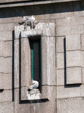 Kittywake, Risa tridactyla, Tyne Köprüsü 'nde yuva yapıyor, Newcastle on Tyne, İngiltere