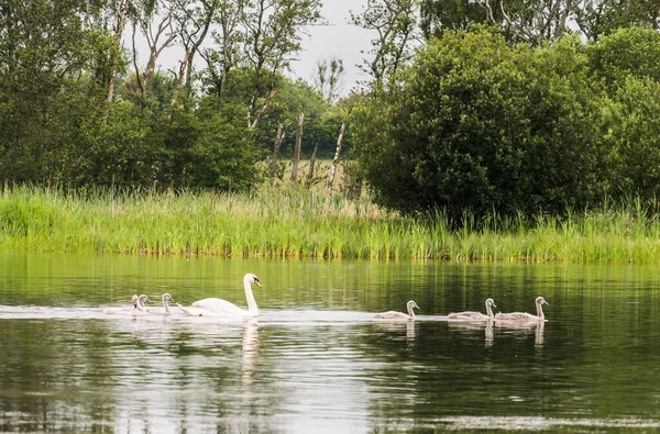 Northumberland, İngiltere 'de genç cygnets ile dilsiz kuğu, Cygnus olor