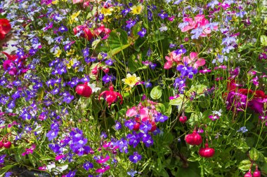 Renkli çiçeklerin karışımı.