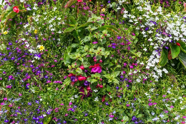 Renkli çiçeklerin karışımı.