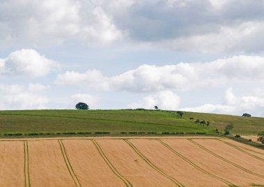 Northumberland, İngiltere 'de kopyalama alanı olan tarlalar ve otlaklar.