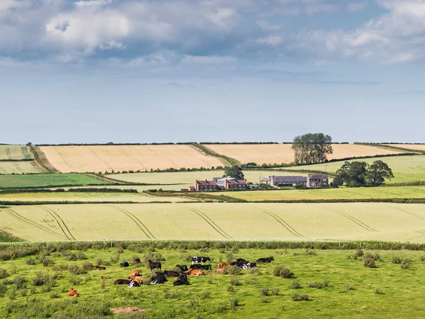 Cultivos Pastagens Com Espaço Cópia Northumberland Reino Unido — Fotografia de Stock