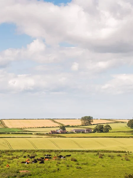 英国诺森伯兰的带复制空间的作物和牧场 — 图库照片