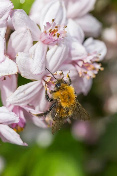 İngiltere 'de bir çiçekten polen ve nektar toplayan bir arı.
