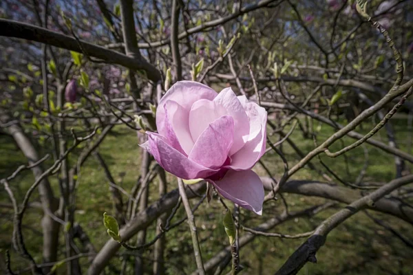 Één Van Bloesem Van Een Magnoliaboom — Stockfoto