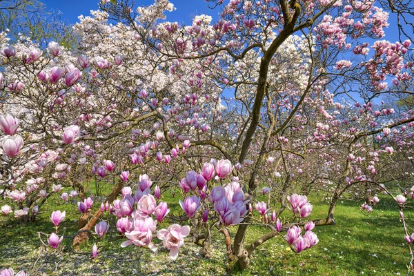 Groothoek Schot Van Een Magnoliaboom Het Voorjaar — Stockfoto