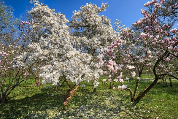 Met Overdrachts Roze Magnolia Bomen Het Voorjaar — Stockfoto