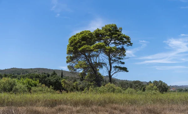 Mittelmeerlandschaft Mit Baum Und Blauem Himmel lizenzfreie Stockbilder