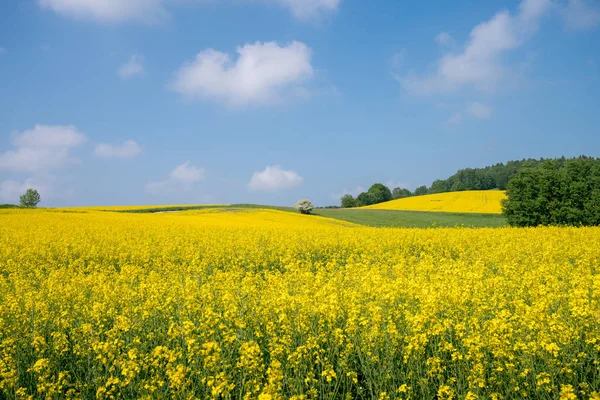 Landschap Met Grote Koolzaad Veld Blauwe Hemel — Stockfoto