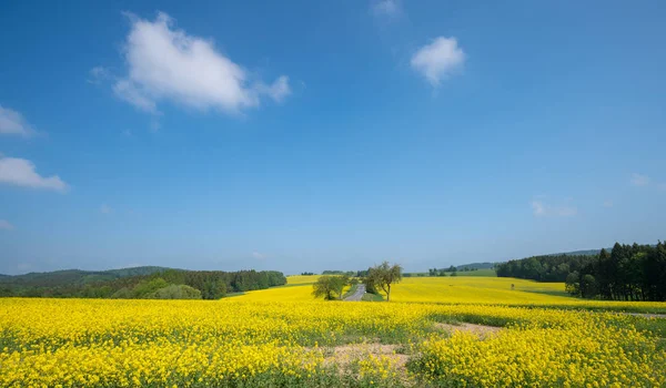 Paesaggio Con Campi Colza Estate — Foto Stock