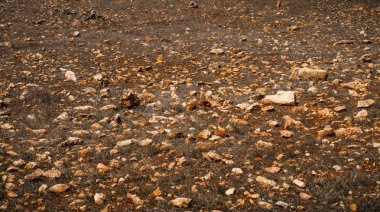 Kırmızı taşlar ve arka plan için kuru ot