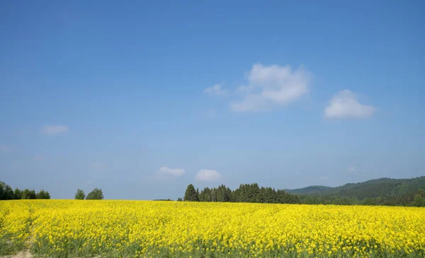 Пейзаж Большим Рапсовым Полем Голубым Небом — стоковое фото