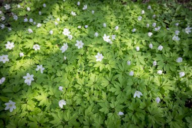 Beyaz bahar çiçekleri ve güneş