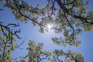 Beyaz bahar çiçekleri ile güneşin bir elma ağacının