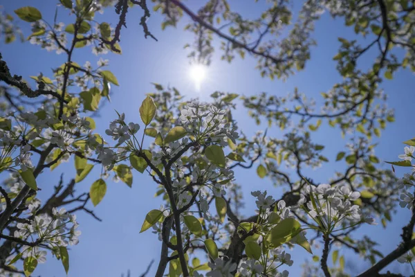 Witte lente bloesem van een appelboom die met de zon achter — Stockfoto