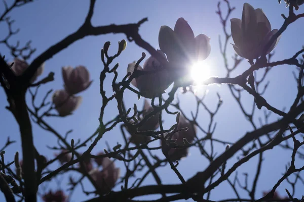 De zon achter sommige bloemen van de magnolia met blauwe lucht — Stockfoto
