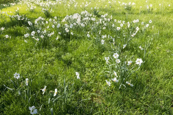 Lente weiland met witte bloemen en zonneschijn — Stockfoto
