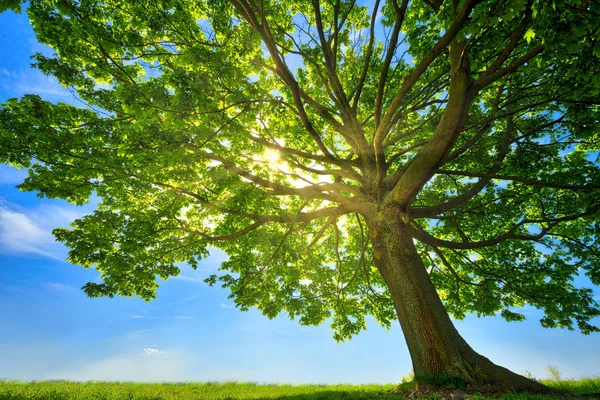 eski Akça ağaç güneş arkasında ve çayır