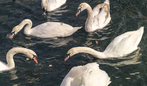 Gruppe Schwäne wird im Wasser gefüttert — Stockfoto