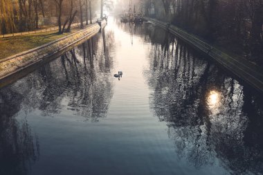Berlin Kreuzberg'de Kanal, kuğular ile sabah izlenimi