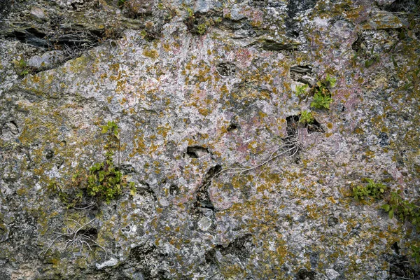 Stony surface overgrown with moss, for backgrounds — Stock Photo, Image