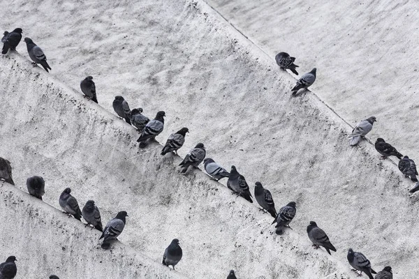 コンクリートの建物の上に列に座っている鳩 — ストック写真
