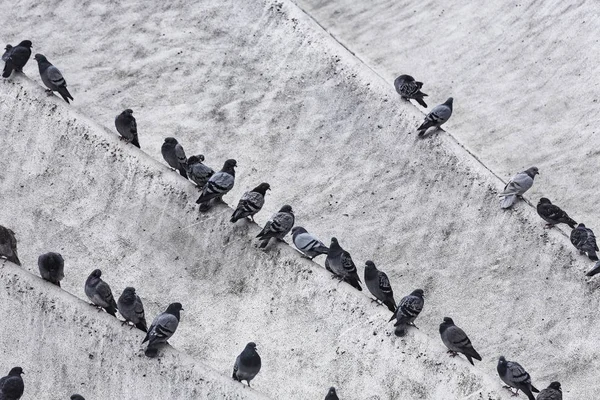 Palomas sentadas en hileras sobre un edificio de hormigón — Foto de Stock