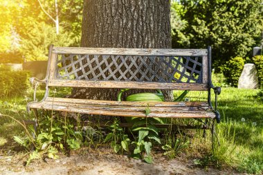 yeşil sulama ile bir parkta eski ahşap tezgah