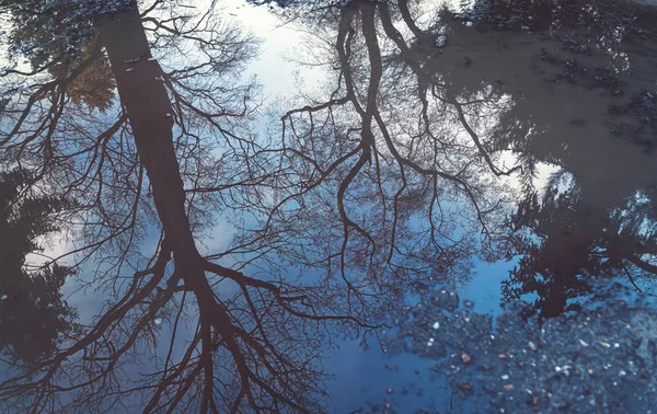 Reflection of a tree in a puddle for backgrounds — Stock Photo, Image