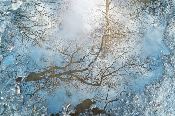 Reflejo de un árbol en un charco para fondos —  Fotos de Stock