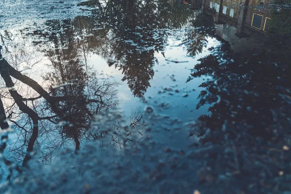 Reflexão de uma árvore em uma poça de fundos — Fotografia de Stock