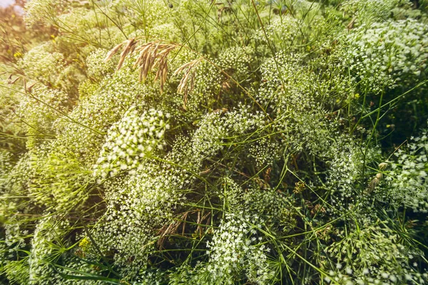 草地上小白花的特写 — 图库照片