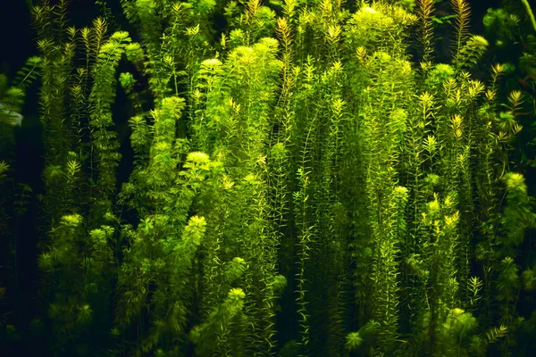 Groene Waterplanten Met Zwarte Achtergrond — Stockfoto