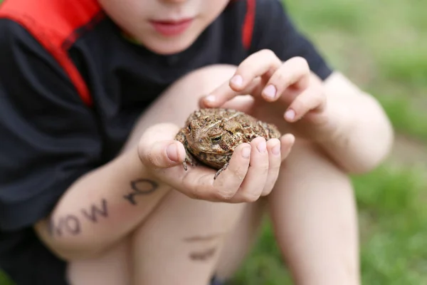 外で遊んでいる不良少年は 彼の手で大規模な一般的なアメリカのヒキガエルを保持しています — ストック写真